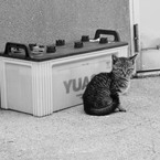 バッテリーキャット