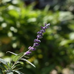 IMG_5852