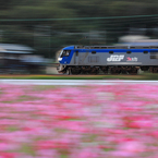 働く秋桜太郎？