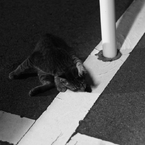 尻尾気になる…