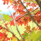 秋彩探し-高原の初秋