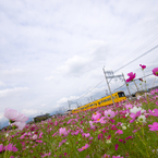秋の花畑を～＊