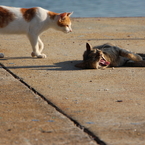 海辺の島ねこ