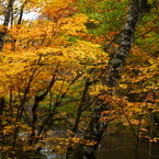 紅葉の奥入瀬渓流 15