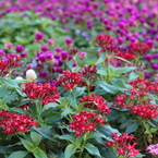 葛西臨海公園２０１３_２29