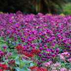 葛西臨海公園２０１３_２30