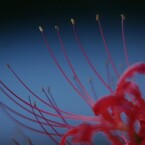 夕暮れ時の彼岸花