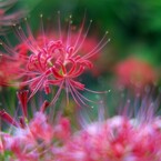 夕暮れ時の彼岸花