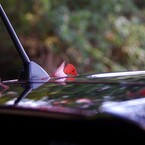 車をキャンパスに