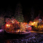 光り輝く紅葉2013