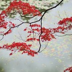 長谷池の紅葉