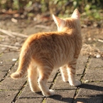 午後の子猫