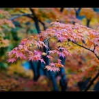 2013秋彩5