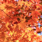 紅色へ...