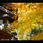 AUTUMN COLOR