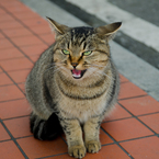 エサよこせぇぇえ！