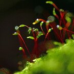 苔の踊り子達♪