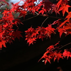 紅葉２
