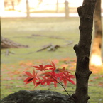 謙虚な紅葉