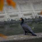 職場近くで見かけた鳥  カワウ