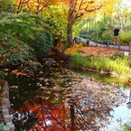 秋深まる池のある風景