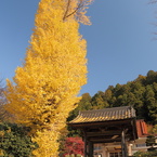 大銀杏