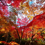 京都嵐山