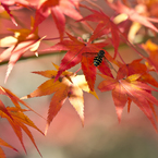photo_2943729