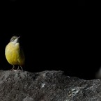 鳥のいる風景　キセキレイ
