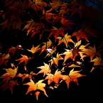 秋日さす