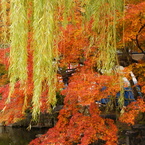 八坂神社にて