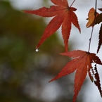 雫