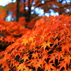 小さな紅葉の山