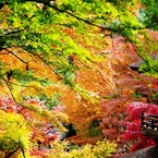 三渓園　内苑の紅葉