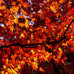 紅葉16