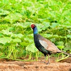 鳥のいる風景　キジ