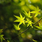 碧