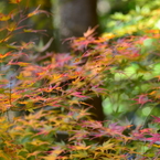 竹林寺紅葉（Ⅰ）