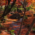 京都の紅葉2013　2-14