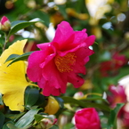 山茶花-2