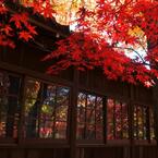 本土寺・秋 (20)