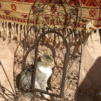 PICT0697_モロッコ_猫_2