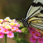 butterfly paradise 2　ギャラリー