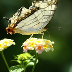 butterfly paradise 2　ギャラリー