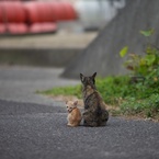 香川県高見島サビ貓母さんとちび虎３