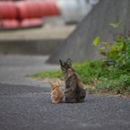 香川県高見島サビ貓母さんとちび虎２