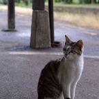 高滝猫
