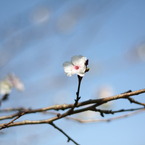 季節外れの桜