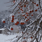 厳寒の柿-1