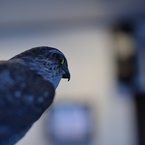 BIRDCARVING (6)